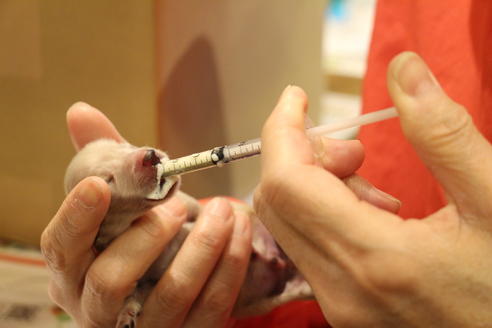 成約済の愛知県のカニンヘンダックスフンド(ロングヘアード)-65262の21枚目