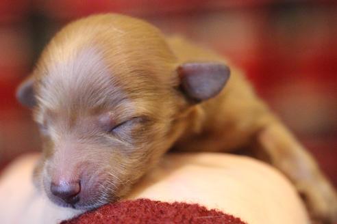 成約済の愛知県のカニンヘンダックスフンド(ロングヘアード)-65263の31枚目