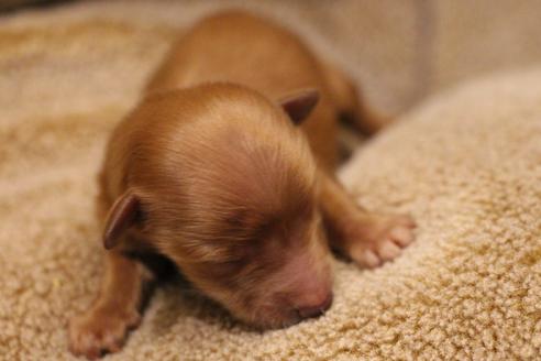 成約済の愛知県のカニンヘンダックスフンド(ロングヘアード)-65263の30枚目