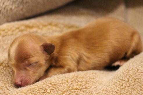 成約済の愛知県のカニンヘンダックスフンド(ロングヘアード)-65263の29枚目