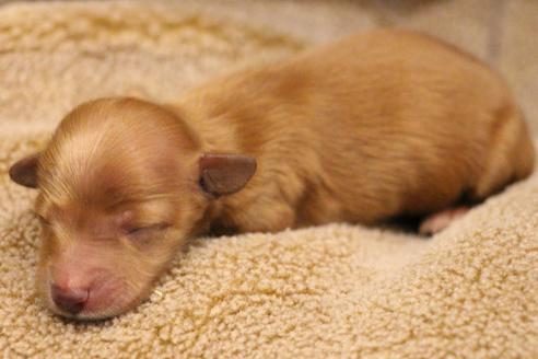 成約済の愛知県のカニンヘンダックスフンド(ロングヘアード)-65263の28枚目