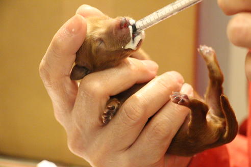 成約済の愛知県のカニンヘンダックスフンド(ロングヘアード)-65263の27枚目