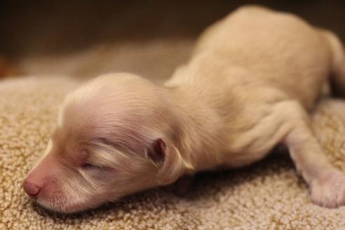 成約済の愛知県のカニンヘンダックスフンド(ロングヘアード)-65265の27枚目