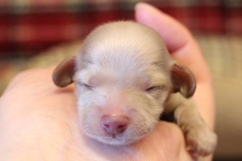 成約済の愛知県のカニンヘンダックスフンド(ロングヘアード)-65265の26枚目