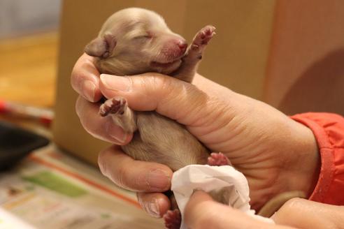 成約済の愛知県のカニンヘンダックスフンド(ロングヘアード)-65265の25枚目