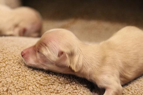 成約済の愛知県のカニンヘンダックスフンド(ロングヘアード)-65265の24枚目
