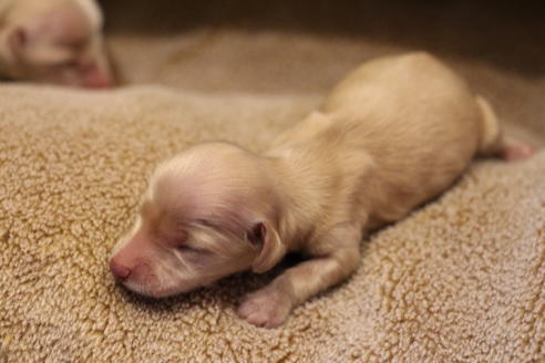 成約済の愛知県のカニンヘンダックスフンド(ロングヘアード)-65265の23枚目