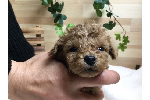 成約済の静岡県のトイプードル-64156