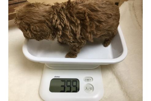 成約済の静岡県のトイプードル-64156の2枚目