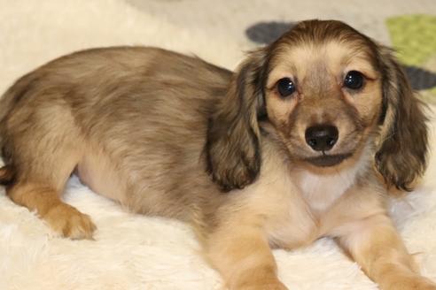 広島県のロングヘアードミニチュアダックスフンド 女の子 18 12 01生まれ シェーデットイエロー 子犬id ブリーダーナビ