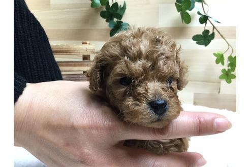 成約済の静岡県のトイプードル-64167の1枚目