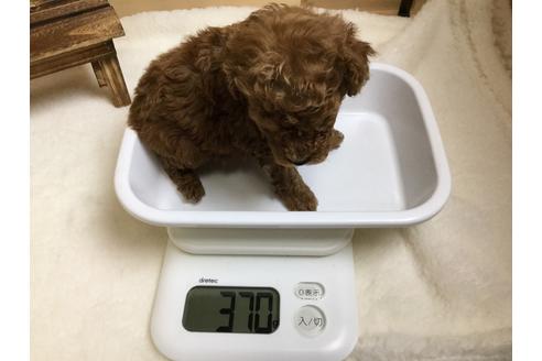 成約済の静岡県のトイプードル-64167の2枚目