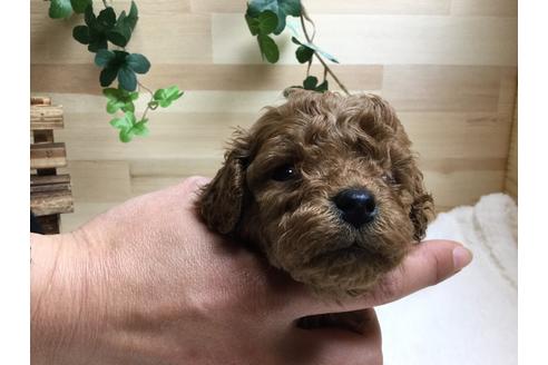 成約済の静岡県のトイプードル-64158