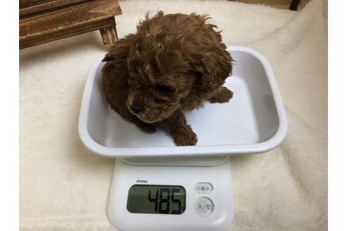 成約済の静岡県のトイプードル-64158の2枚目