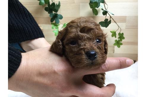 成約済の静岡県のトイプードル-64159