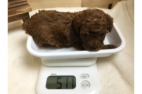 成約済の静岡県のトイプードル-64159の2枚目