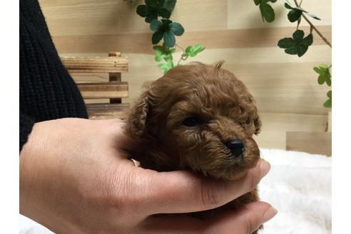 成約済の静岡県のトイプードル-64168の1枚目