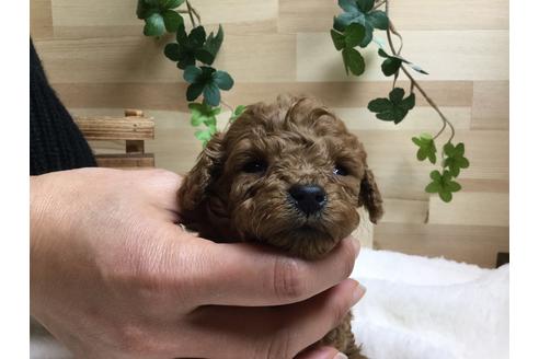 成約済の静岡県のトイプードル-64169