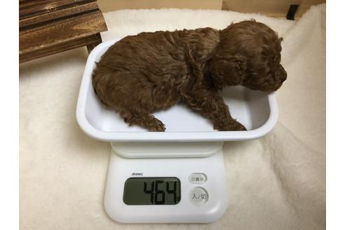 成約済の静岡県のトイプードル-64169の2枚目