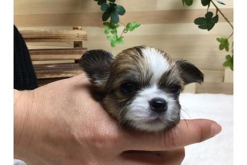 成約済の静岡県のチワワ(ロングコート)-64170