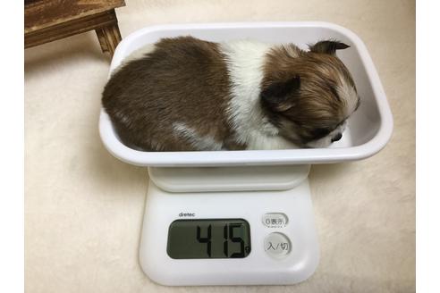 成約済の静岡県のチワワ(ロングコート)-64170の2枚目