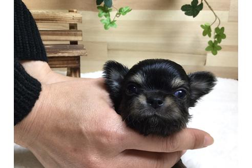 成約済の静岡県のチワワ(ロングコート)-64171