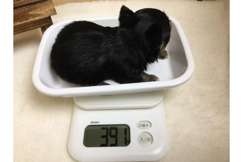 成約済の静岡県のチワワ(ロングコート)-64171の2枚目