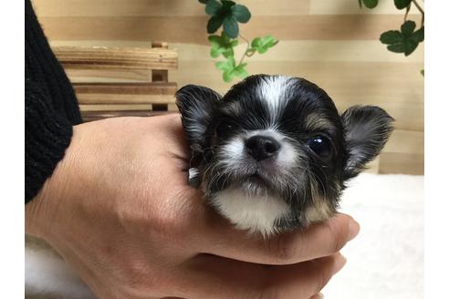 成約済の静岡県のチワワ(ロングコート)-64172