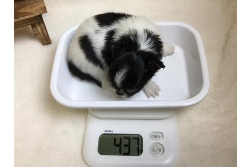 成約済の静岡県のチワワ(ロングコート)-64172の2枚目