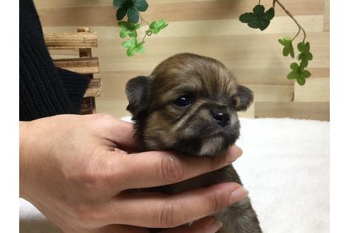 成約済の静岡県のチワワ(ロングコート)-64173の1枚目