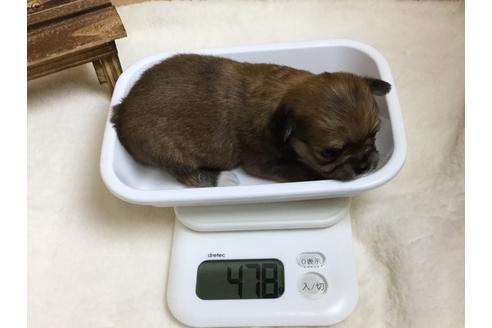 成約済の静岡県のチワワ(ロングコート)-64173の2枚目