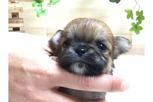 成約済の静岡県のチワワ(ロングコート)-64174の1枚目