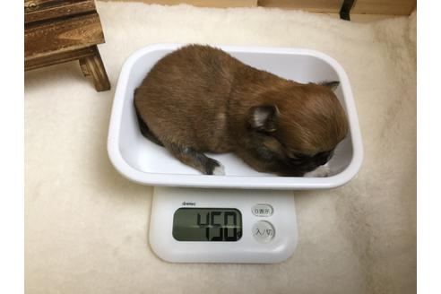 成約済の静岡県のチワワ(ロングコート)-64174の2枚目