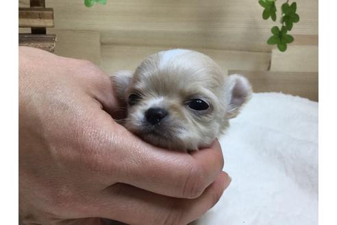 成約済の静岡県のチワワ(ロングコート)-64176の1枚目