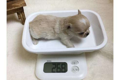 成約済の静岡県のチワワ(ロングコート)-64176の2枚目