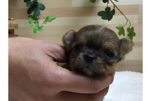 成約済の静岡県のチワワ(ロングコート)-64177の1枚目