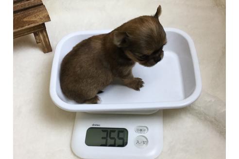 成約済の静岡県のチワワ(ロングコート)-64177の2枚目