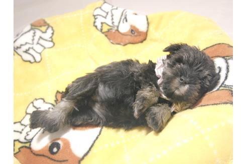 成約済の埼玉県のミニチュアシュナウザー-64397の5枚目