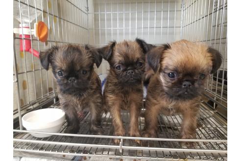 成約済の愛知県のブリュッセルグリフォン-62809の3枚目