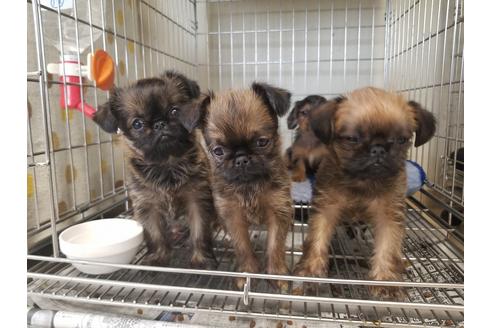 成約済の愛知県のブリュッセルグリフォン-62809の2枚目