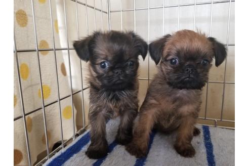 愛知県のブリュッセルグリフォン 女の子 18 12 24生まれ レッド 子犬id ブリーダーナビ 愛知県のブリュッセルグリフォン 女の子 18 12 24生まれ レッド 子犬id ブリーダーナビ