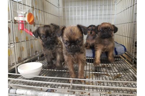 成約済の愛知県のブリュッセルグリフォン-62810の4枚目