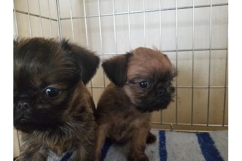 成約済の愛知県のブリュッセルグリフォン-62810の2枚目