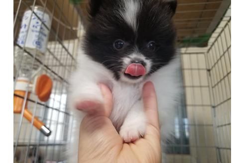 成約済の愛知県のポメラニアン-62814