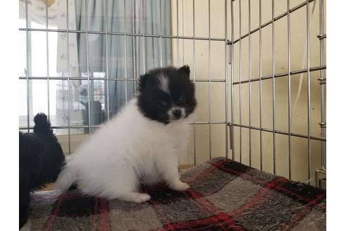成約済の愛知県のポメラニアン-62814の3枚目