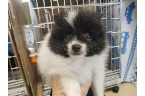 成約済の愛知県のポメラニアン-62814の2枚目