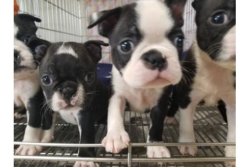 成約済の愛知県のボストンテリア-63237の3枚目