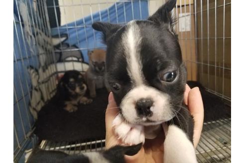 成約済の愛知県のボストンテリア-63237