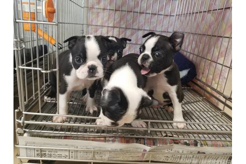 成約済の愛知県のボストンテリア-63237の2枚目