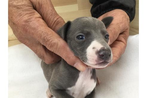 成約済の愛知県のイタリアングレーハウンド(イタグレ)-64256